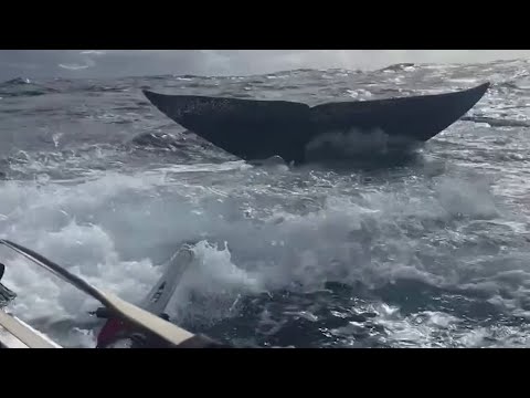 Baleia emerge ao lado de barco a remos no Atlântico