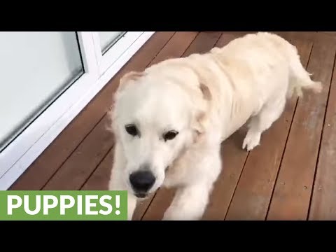 Reencontro emocionante entre um cão e os donos