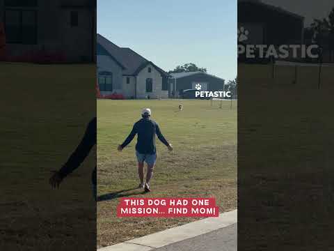 Cão reencontra a dona e explode de felicidade