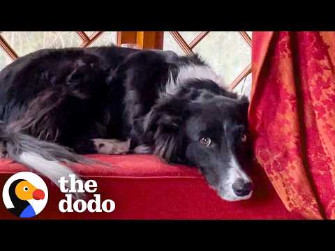 Um gatinho ajuda um cão a voltar a brincar