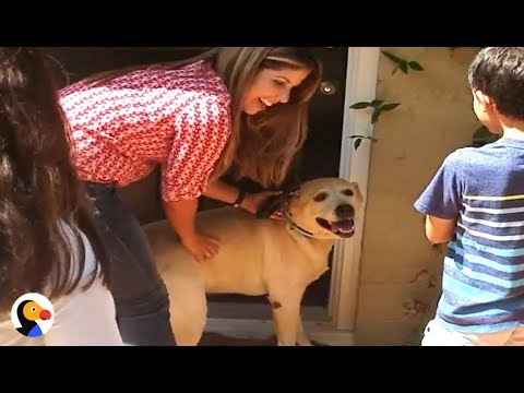 Cão desaparecido reencontra a família um ano depois