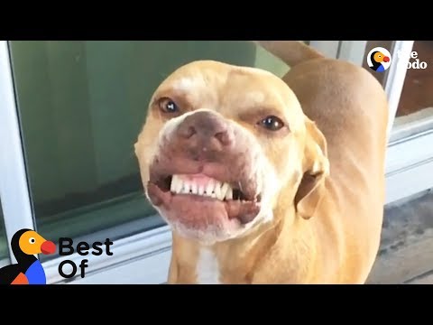 Cães e gatos com manias hilariantes