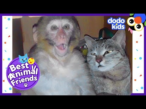 A amizade improvável entre um gato e um macaquinho