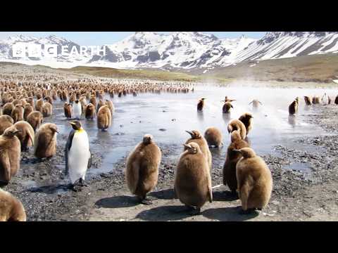 Momentos perfeitos de pinguins