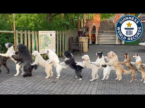 14 cães fazem uma conga e batem um recorde mundial