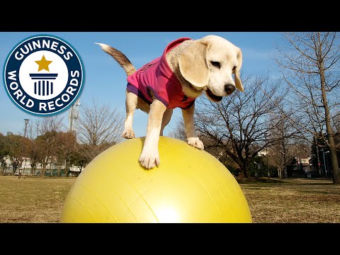O cão mais rápido a equilibrar-se numa bola