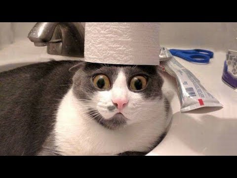 Cães e gatos: tentativas falhadas e momentos adoráveis