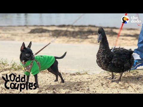 Pato segue o seu melhor amigo cão para todo o lado