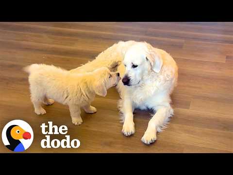 Um cão sénior ganha um irmão mais novo