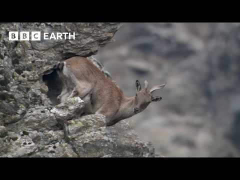 Os 10 melhores momentos BBC Earth de 2024