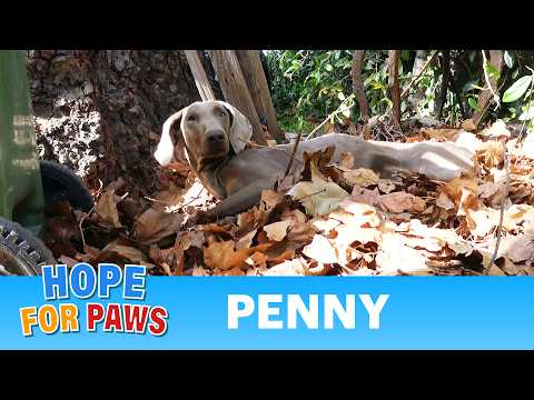 Doberman encontrada caída numa pilha de folhas | Hope For Paws