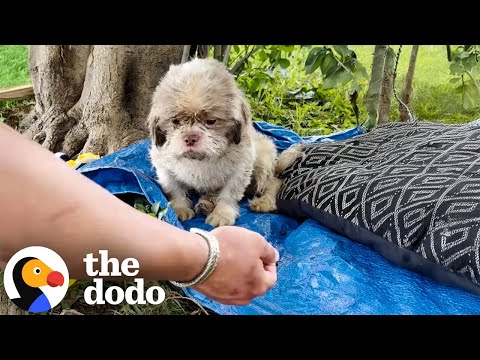 Cão abandonado no parque encontra finalmente segurança