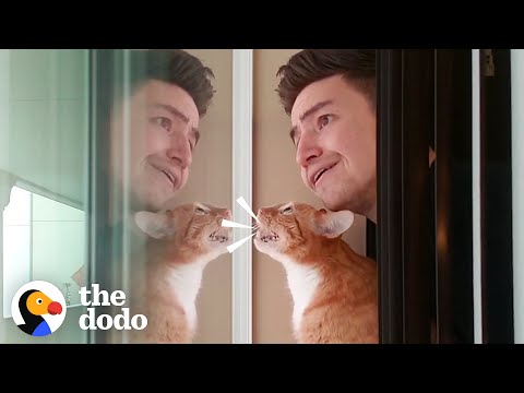 Coisas que todos os donos de gatos dizem