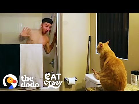 Ser dono de um gato, resumido