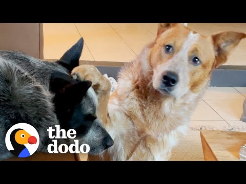 Cão salvo a tempo aprende finalmente a confiar