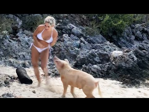 Quando os animais enlouquecem
