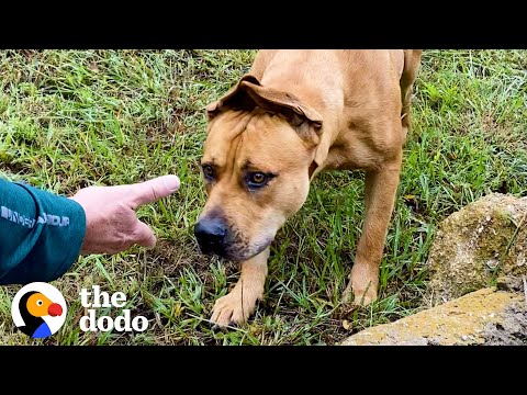 Casal passa um ano a conquistar a confiança de um cão vadio