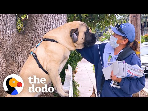 O cão que espera todos os dias pela carteiraira