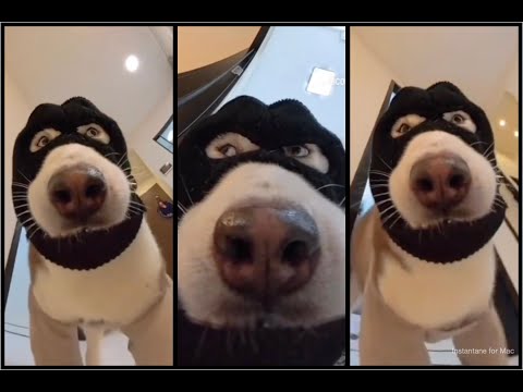Animais que garantem gargalhadas #46
