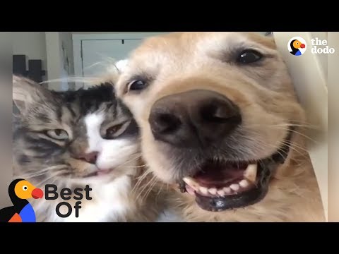 Animais agradecidos por serem resgatados e amados