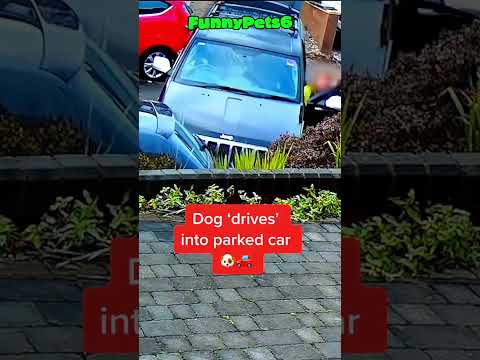 Animais de estimação muito engraçados