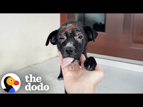 Cachorrinha rejeitada é resgatada da chuva