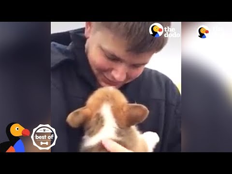 As melhores surpresas: novos cachorrinhos