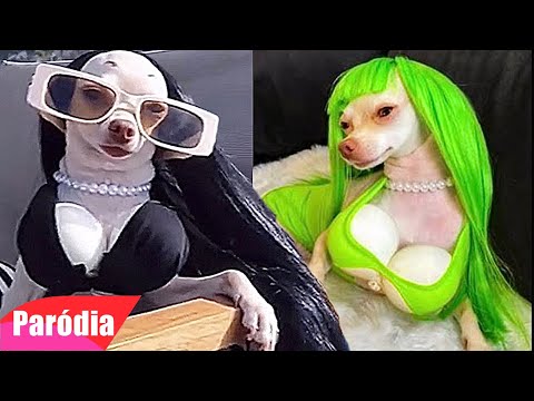 40 minutos de vídeos engraçados de animais