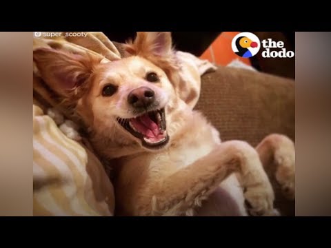 O cão mais feliz do mundo