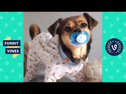 Compilação de animais engraçados: cães, gatos e muito mais