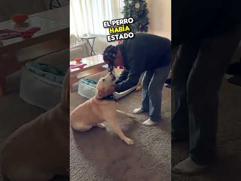 O reencontro emocionante entre um cão e o dono