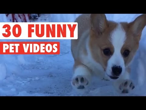 30 vídeos divertidos de animais de estimação