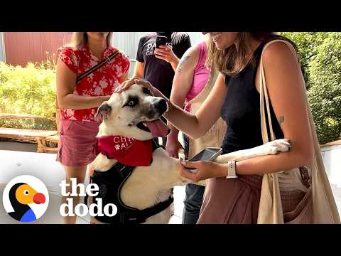 A residente mais antiga do abrigo recebe uma festa de adopção