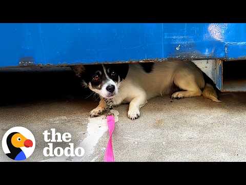 A transformação deste cão em 42 dias