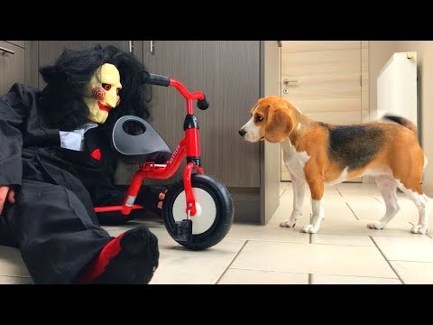 Cães surpreendidos por uma fantasia de palhaço