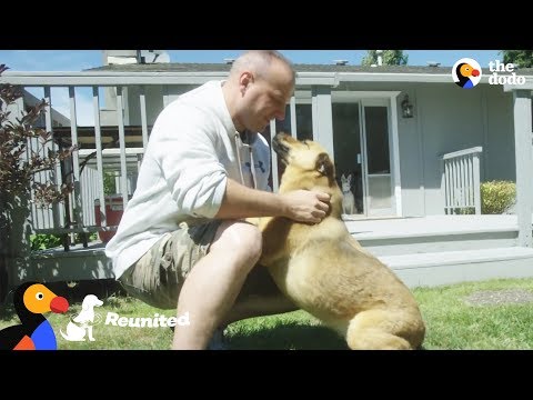 Cão volta a ver o dono após dois anos