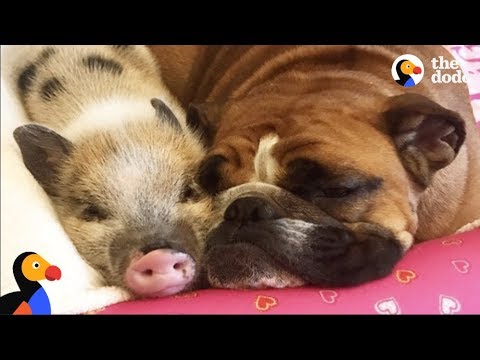 Uma família que adopta animais muito diferentes