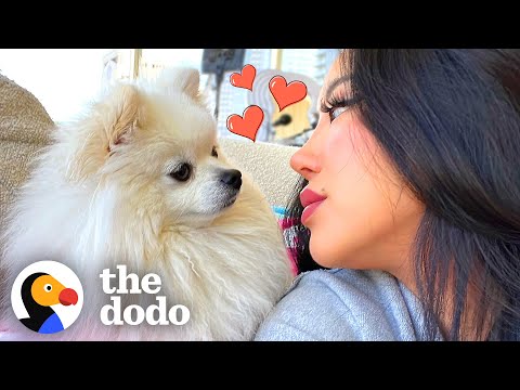 O cão que prova que o amor faz milagres