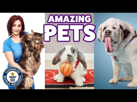 Animais de estimação incríveis com recordes