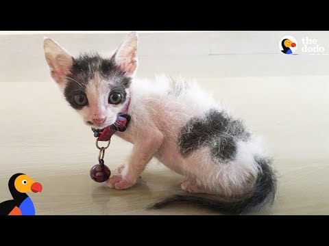 Gatinha resgatada torna-se inseparável do salvador