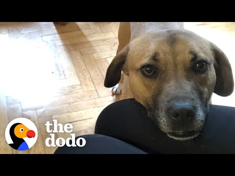 Uma cadela de abrigo encontra a sua família para sempre