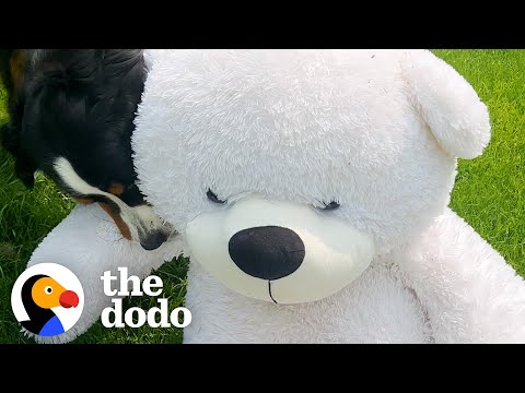 Cão recebe uma surpresa enorme e adora-a