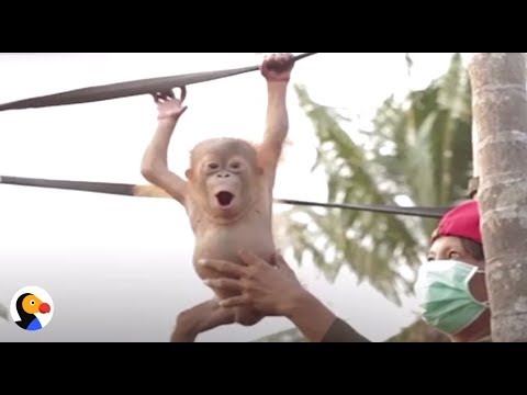 Heróis que resgatam animais selvagens