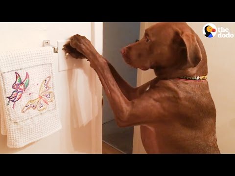 Cão de assistência cuida da dona
