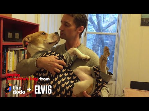 O primeiro encontro com um cão resgatado