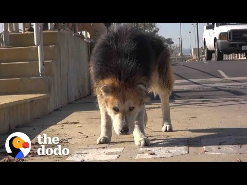Cão resgatado recupera a alegria de viver